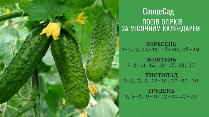 Посів насіння огірків восени та взимку 2022 року за Місячним календарем